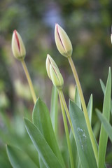 Obraz na płótnie Canvas Tulpenknospen (Tulipa)