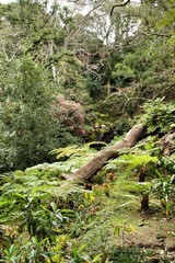 Leafy and green gardens in Sintra