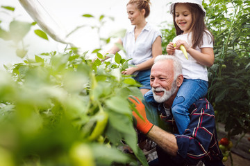 Grandfather growing organic vegetables with grandchildren and family at farm