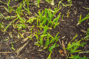 Growing green plans in soil Tender sprigs of green plants growing on dark wet soil