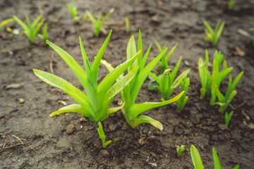 Growing green plans in soil Tender sprigs of green plants growing on dark wet soil