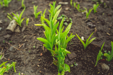 Growing green plans in soil Tender sprigs of green plants growing on dark wet soil