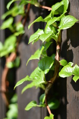 Kletter-Hortensie (Hydrangea petiolaris)