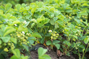 green berry strawberry growing on garden