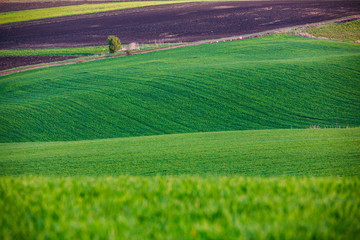 Rolling hills in spring