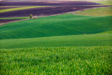 Fototapeta premium Rolling hills in spring