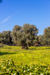 Olivenbaumplantage in Italien