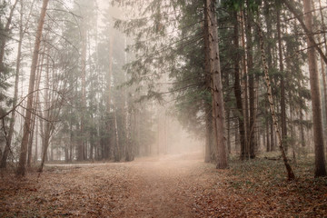 Misty landscape with forest at early morning