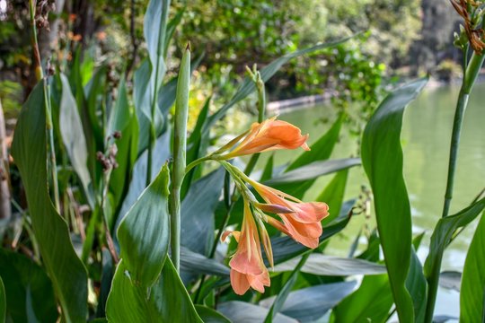 Orange canna indica flowers with green leaves. 