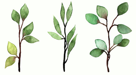 watercolor botanical drawing. floral collection