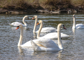 Schwäne schwimmen in der Isar in München