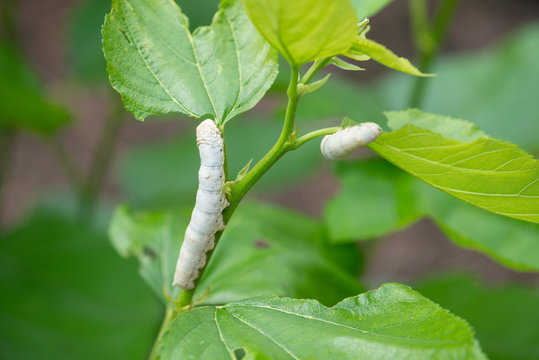 silkworm