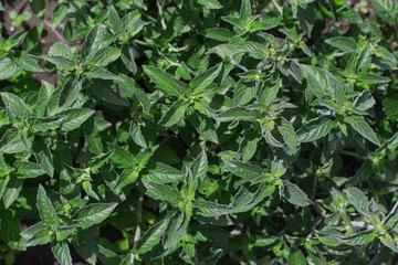Aromatic mint growing in the garden. Fresh green leafs close up.