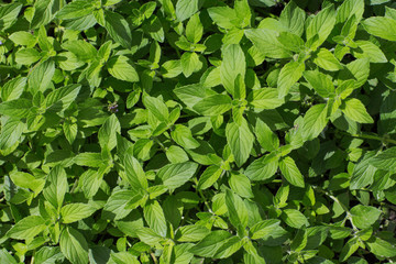 Banana mint variety growing in the garden. Fresh green leafs close up.