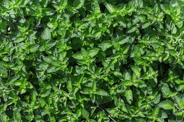 Aromatic mint growing in the garden. Fresh green leafs close up.