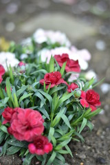 Blühende Gartennelken (Dianthus caryophyllus)