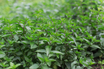 Fototapeta na wymiar Aromatic mint growing in the garden. Fresh green leafs close up.