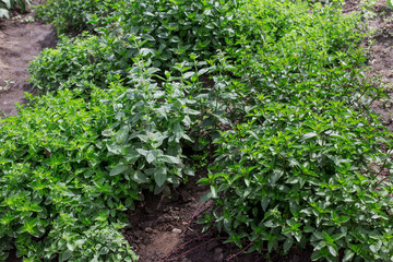 Fototapeta na wymiar Different varieties of mint growing in the garden.