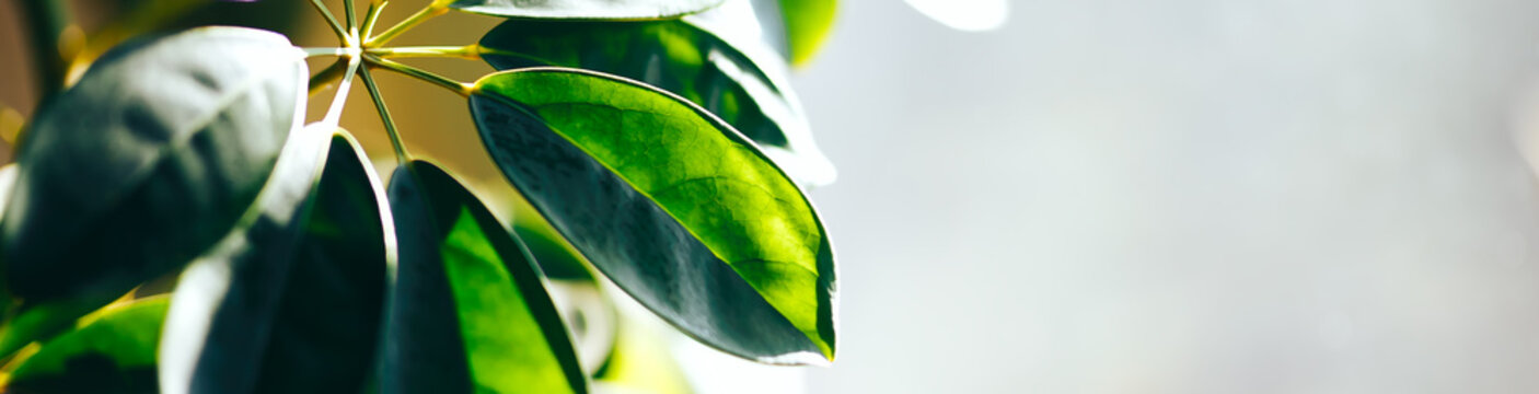 Close Up Of Green Indoor Plant On White Wall. Minimal Style Interior Decoration