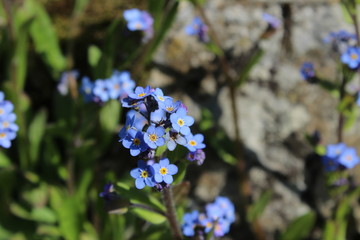 Myosotis, forget-me-not