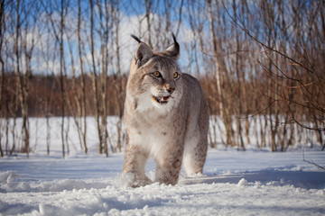 Abordable Eurasian Lynx, portrait in winter field