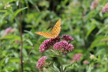 Papillon tabac d’Espagne sur eupatoire en fleur