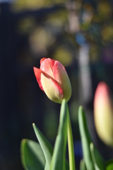 Naklejka premium Tulpen (Tulipa)