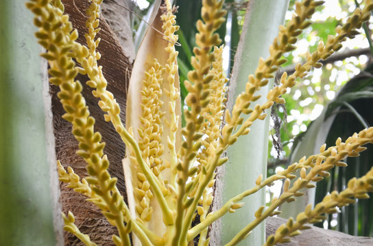 Coconut flower on tree