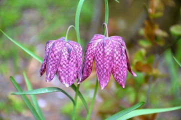 Keukenhof, the Garden of Europe