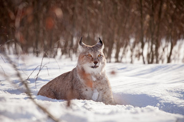 Fototapeta premium Abordable Eurasian Lynx, portrait in winter field