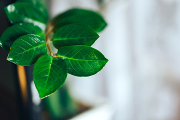 Zamioculcas plant in a basket flower pot on light background. Close up photo. leaves of zamioculcas. abstract