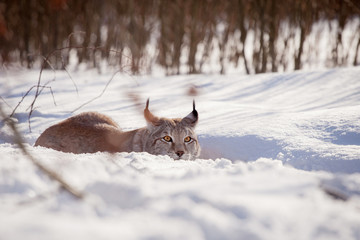 Abordable Eurasian Lynx, portrait in winter field
