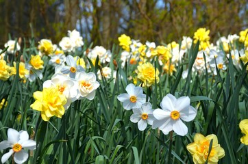Keukenhof, the Garden of Europe