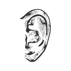 Human ear engraving vector illustration. Scratch board style imitation. Black and white hand drawn image.