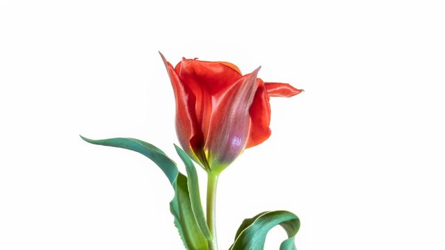 Flowering wild tulip on a white background. Timelapse 4K