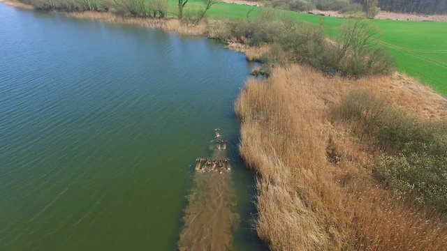 Deer - Deers swimming over a lake - aerial view of a small group of deers swimming over a lake - very rare recording 