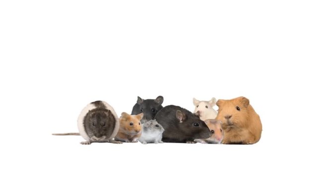 Collage of rodents on a white background