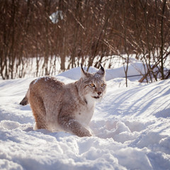Abordable Eurasian Lynx, portrait in winter field