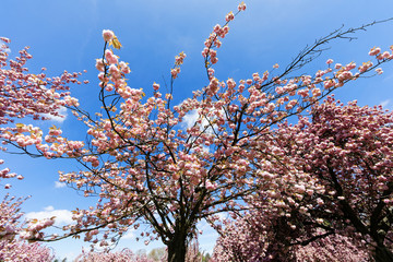 Cherry tree blossom in Parc de Sceaux - Ile de France - Paris region - France