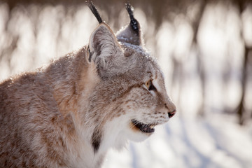 Abordable Eurasian Lynx, portrait in winter field