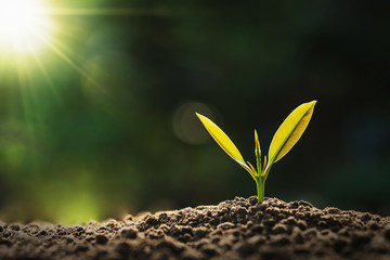 small plant growing in morning light at garden. concept earth day