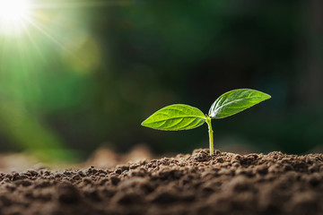 small plant growing in morning light at garden. concept earth day