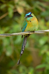 Blue-capped motmot or blue-crowned motmot (Momotus coeruliceps) is a colorful near-passerine bird found in forests and woodlands of eastern Mexico. 