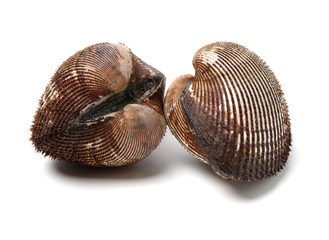 scapharca subcrenata on white background