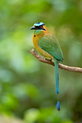 Blue-capped motmot or blue-crowned motmot (Momotus coeruliceps) is a colorful near-passerine bird found in forests and woodlands of eastern Mexico. 