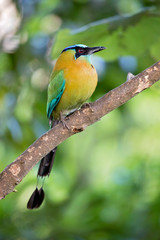 Blue-capped motmot or blue-crowned motmot (Momotus coeruliceps) is a colorful near-passerine bird found in forests and woodlands of eastern Mexico. 