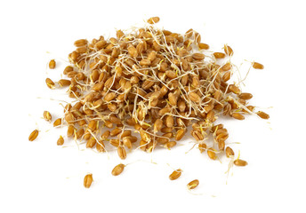 Wheat germs on a white background