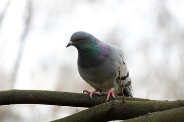 Gołąb © Magorzata