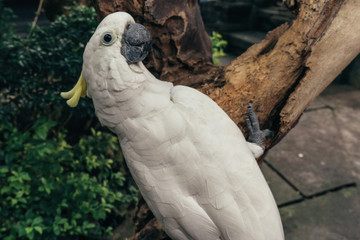 White and yellow cockatoo on a green background
