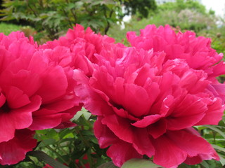 Japanese spring - Peony
